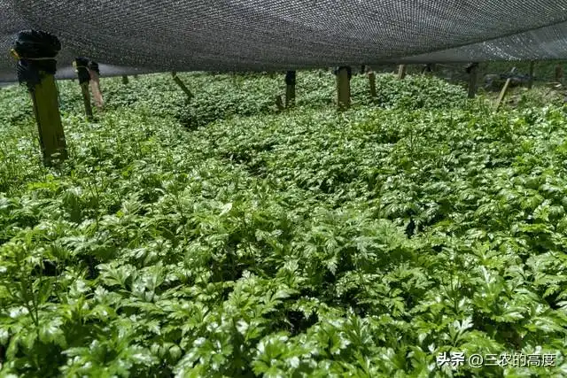 林下10大中药材，是农民发家致富的一个选项，你那里有人种么？