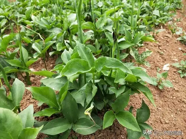 林下10大中药材，是农民发家致富的一个选项，你那里有人种么？