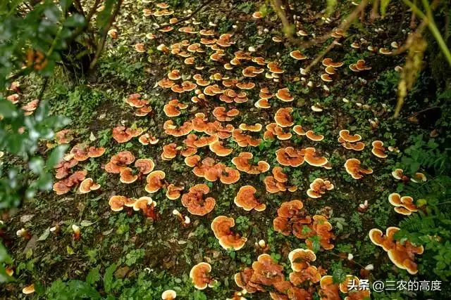 林下10大中药材，是农民发家致富的一个选项，你那里有人种么？