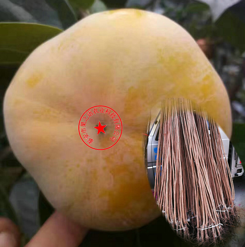 一年磨盘柿子树苗 磨盘柿子树苗真正适合南方种植的品种