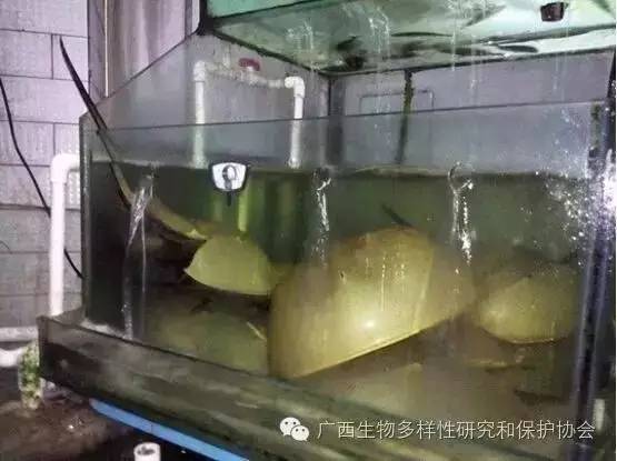 鲎鱼学养殖技术和种植技术_鲎鱼养殖方法视频_鲎养殖技术和环境