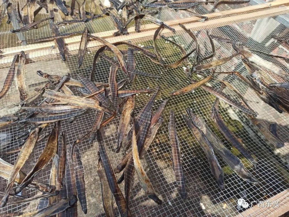 养蚯蚓喂鸡利润分析_鸡西养殖蚯蚓致富新闻_蚯蚓养鸡的养殖方法