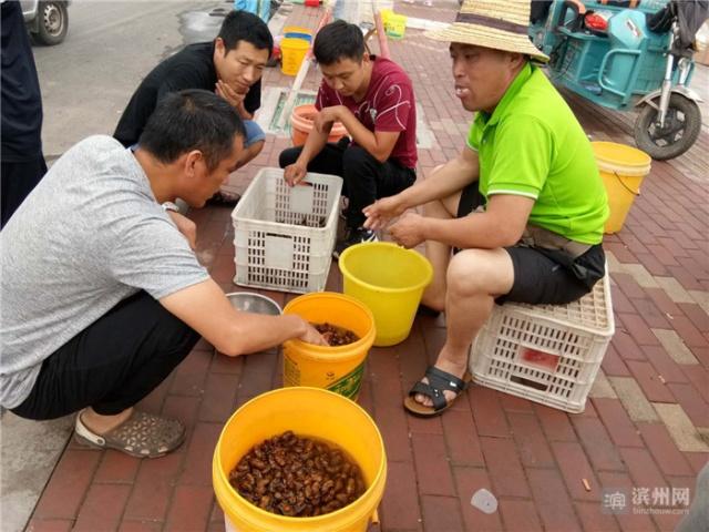致富种植金蝉怎么样_种植金蝉致富_致富种植金蝉视频