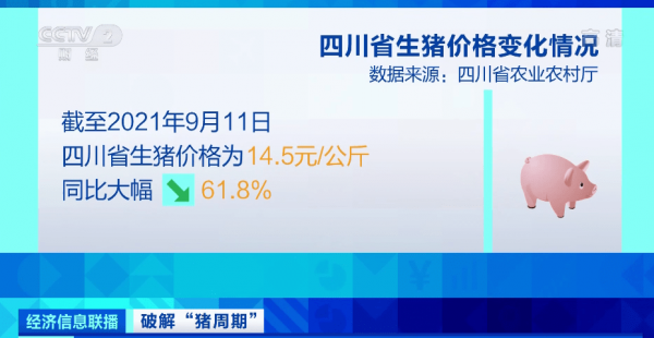 致富经花六万买一头猪_致富猪头买花视频_致富猪头买花图片