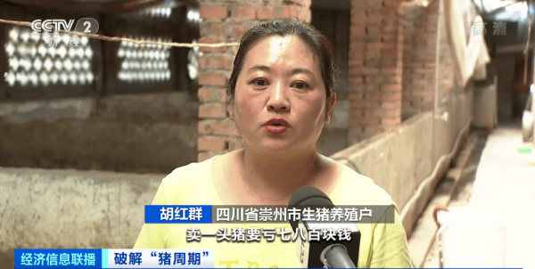 致富猪头买花视频_致富经花六万买一头猪_致富猪头买花图片