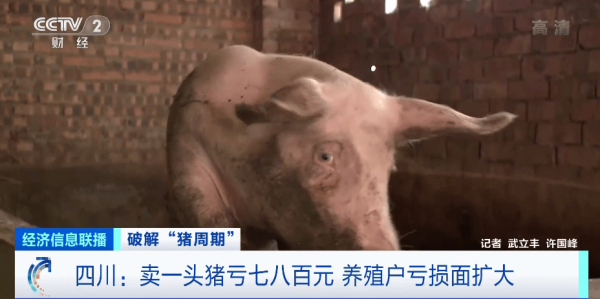 致富猪头买花视频_致富经花六万买一头猪_致富猪头买花图片