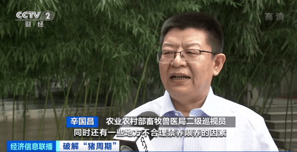 致富猪头买花图片_致富猪头买花视频_致富经花六万买一头猪