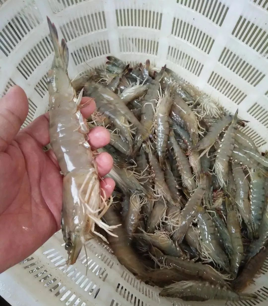 致富经室内养虾视频_致富经 养虾二十多年_致富经养虾