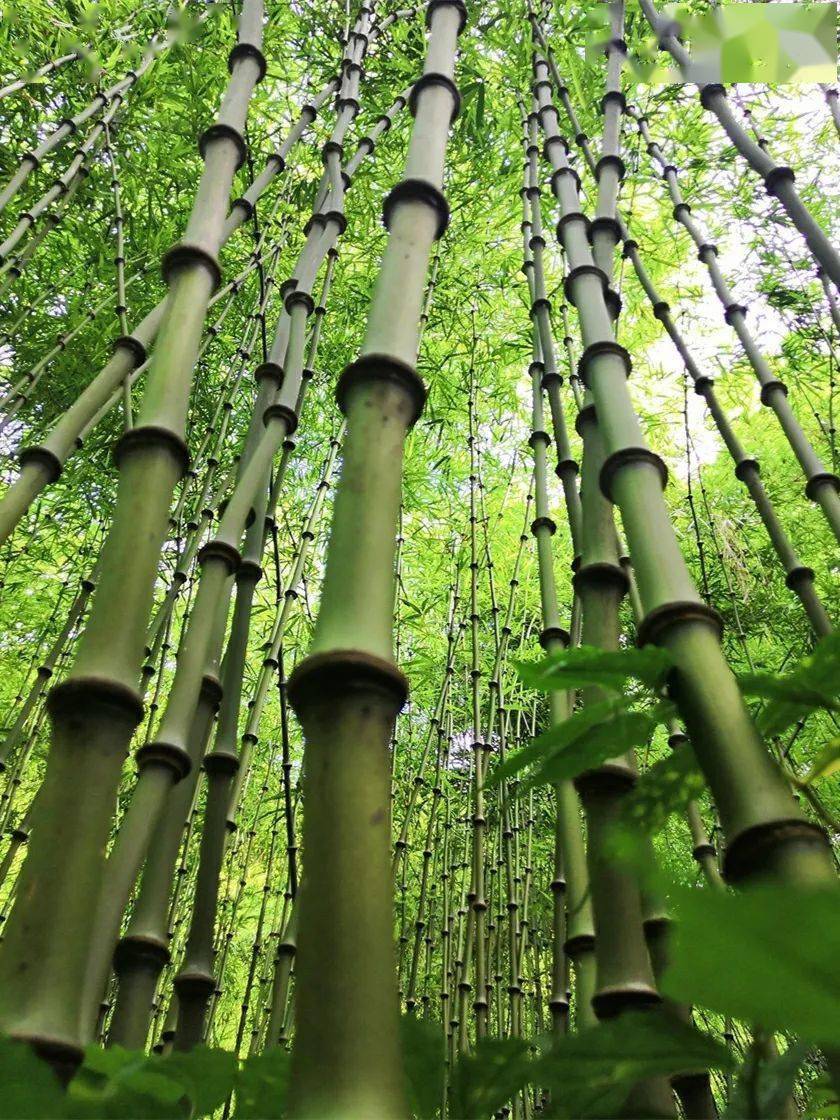 竹子种植项目_种植竹子 致富_竹子致富项目
