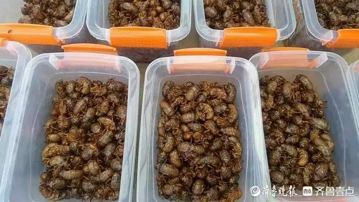 致富种植金蝉图片_种金蝉挣钱吗_种植金蝉致富