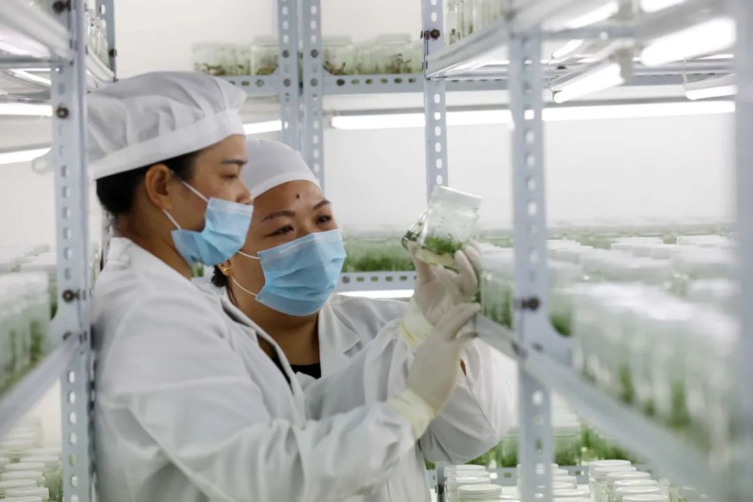 致富经种树的创业项目_致富树怎么种植_种树致富经