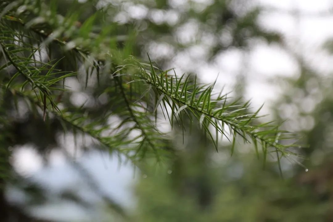 种树致富经_致富树怎么种植_致富经种树的创业项目