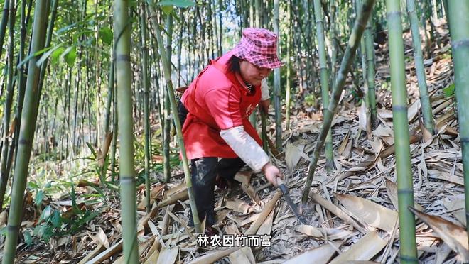 种植竹子 致富_致富竹子种植方法_竹子致富项目