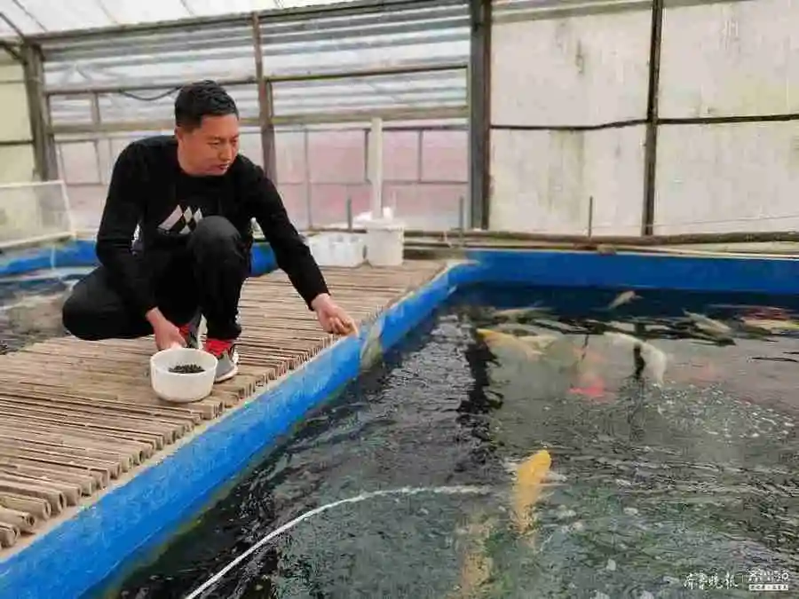 90后小伙返乡搞锦鲤养殖，带动数十名村民致富
