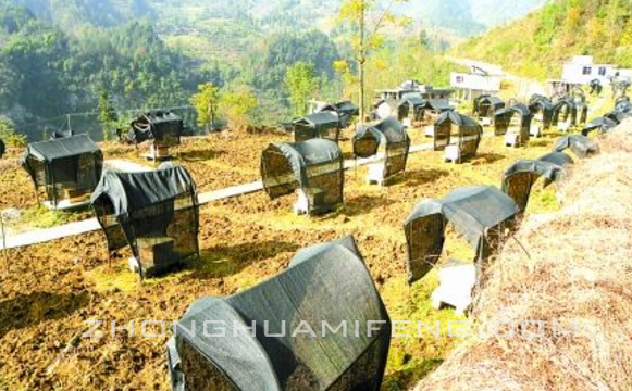 中华蜜蜂规模化养殖技术：苏建方
