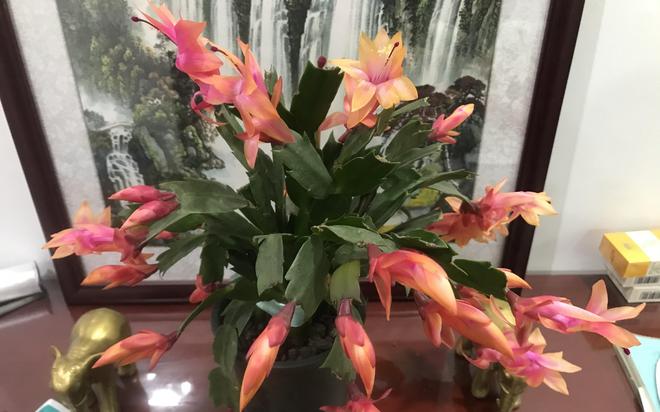 长寿种植花技术要求_长寿花种植技术_长寿种植花技术与管理