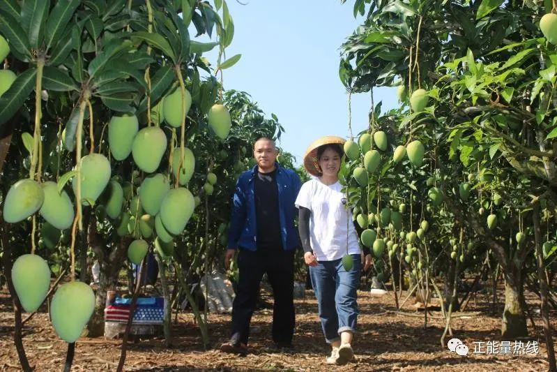 芒果种植致富吗_致富芒果种植方法_芒果种植赚钱吗