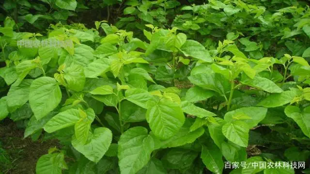 南瓜苗期的肥水管理_南瓜种植技术肥水管理_南瓜种植施肥技术