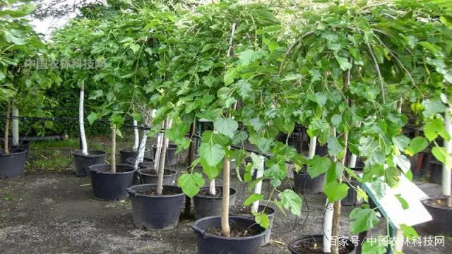 南瓜种植施肥技术_南瓜苗期的肥水管理_南瓜种植技术肥水管理