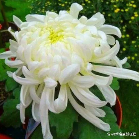 长寿花种植技术_长寿种植花技术与管理_长寿花种植条件