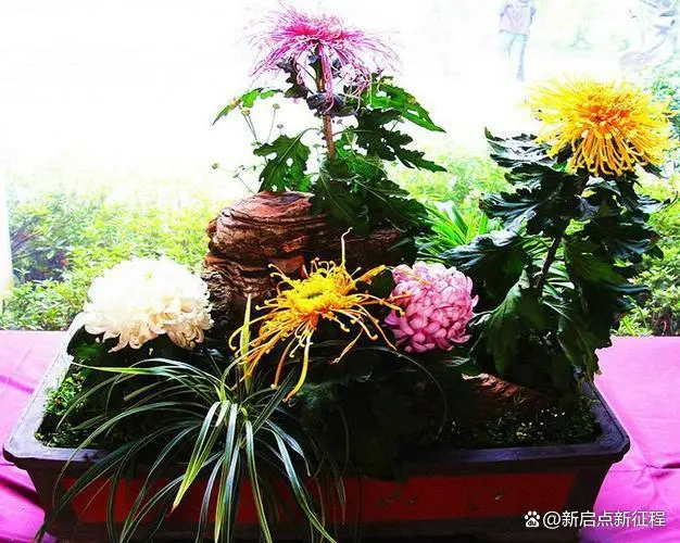 长寿种植花技术与管理_长寿花种植技术_长寿花种植条件