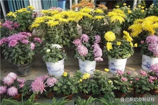 长寿花种植条件_长寿种植花技术与管理_长寿花种植技术