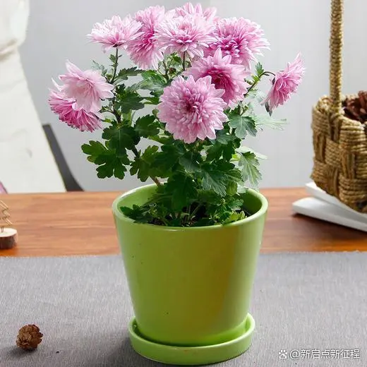长寿花种植技术_长寿种植花技术与管理_长寿花种植条件