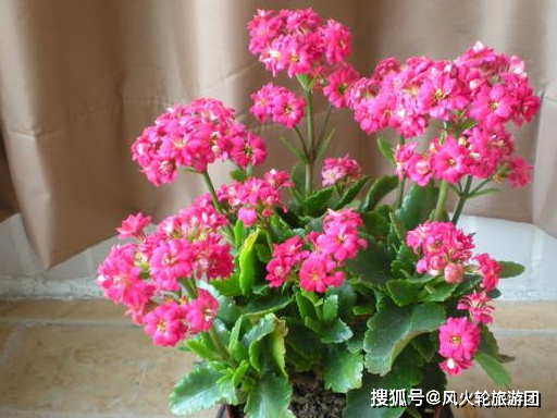 长寿种植方法和注意事项_长寿花种植技术_长寿花种植条件