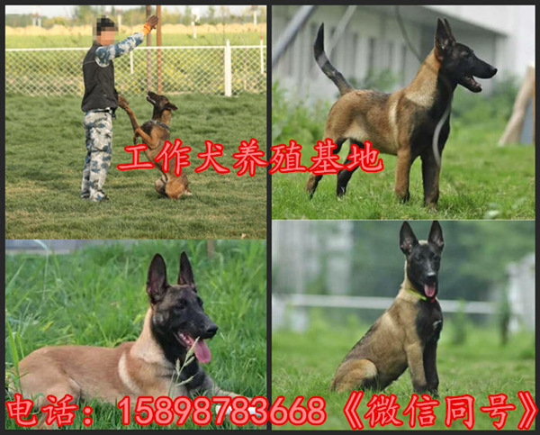 内自治鄂尔多斯乌审旗致富经马犬养殖视频