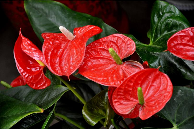小伙回村种植玫瑰年入200万，农村种植什么样的花卉可以脱贫致富？