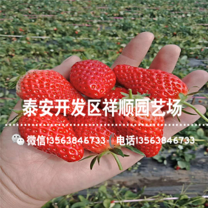 美王四季草莓苗基地、美王四季草莓苗种植技术