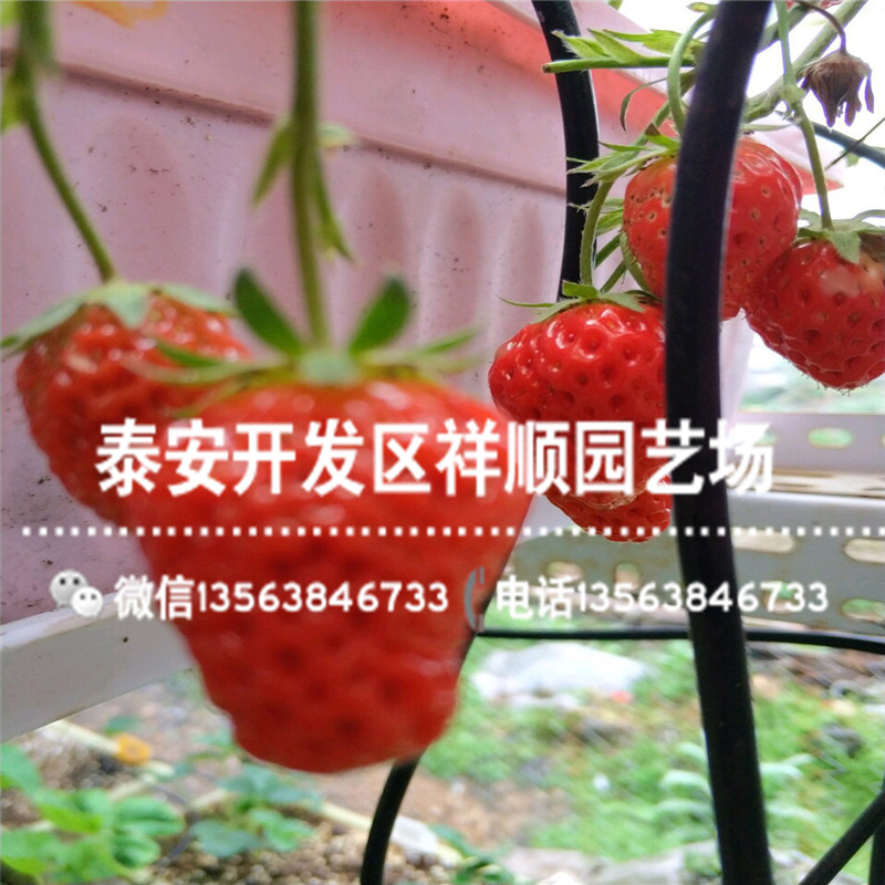 美王四季草莓苗基地、美王四季草莓苗种植技术