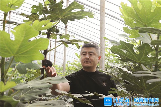 大棚种植花卉致富_大棚种植植物致富_致富大棚种植植物视频