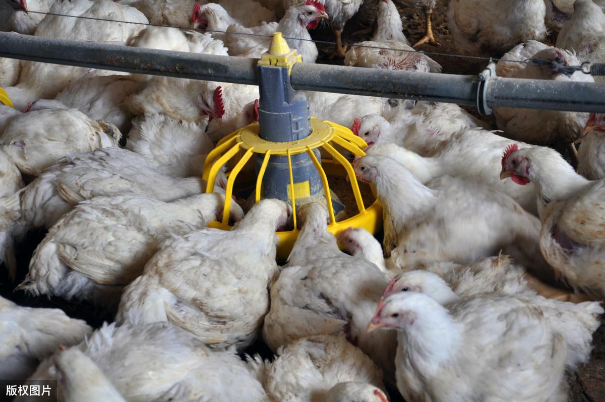 肉鸡的养殖与管理技术_肉鸡养殖管理要点_养殖肉鸡管理技术规范