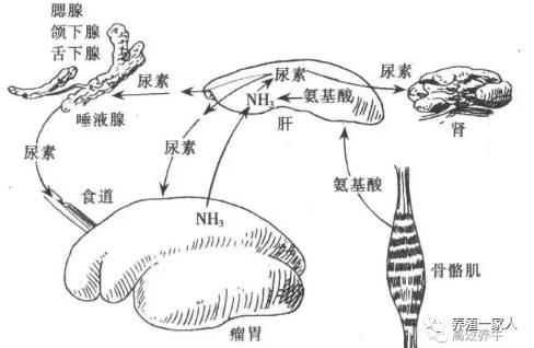 牛羊繁育_养殖繁育牛技术和饲养方法_繁殖牛羊养殖技术知识