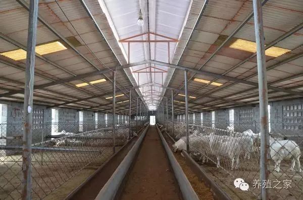 牛羊繁育_繁殖牛羊养殖技术知识_养殖繁育牛技术和饲养方法