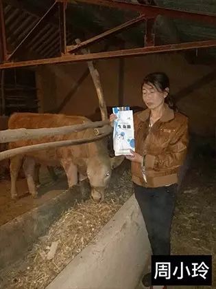 繁殖牛羊养殖技术知识_养殖繁育牛技术和饲养方法_牛羊繁育