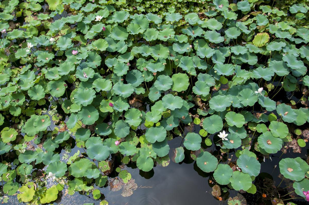 怎样种莲藕种植技术_藕种植技术_藕种植方法