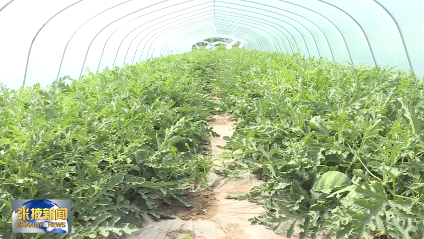 西瓜籽种植技术视频_西瓜子种植视频_视频西瓜籽种植技术教程
