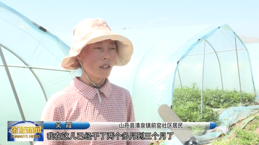 西瓜籽种植技术视频_西瓜子种植视频_视频西瓜籽种植技术教程