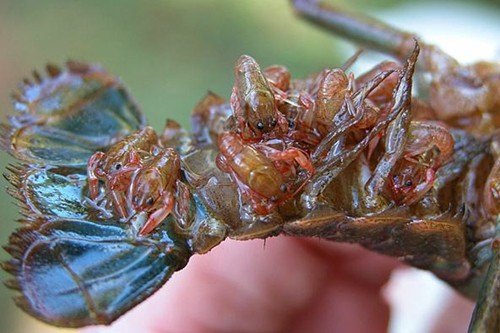 龙虾网箱养殖效益如何_养龙虾的网箱多少钱一个_龙虾网箱养殖技术视频