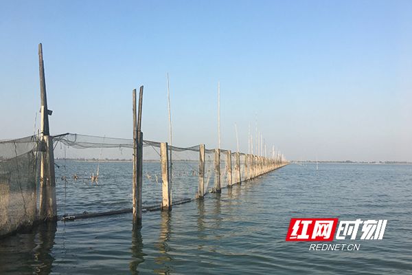 致富经野生甲鱼养殖_野生甲鱼养殖致富经_致富野生养殖甲鱼图片大全