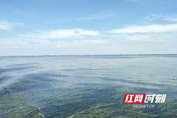 致富经野生甲鱼养殖_致富野生养殖甲鱼图片大全_野生甲鱼养殖致富经