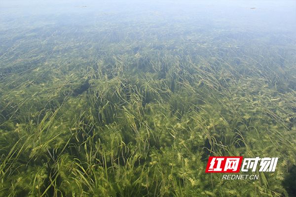 致富野生养殖甲鱼图片大全_致富经野生甲鱼养殖_野生甲鱼养殖致富经
