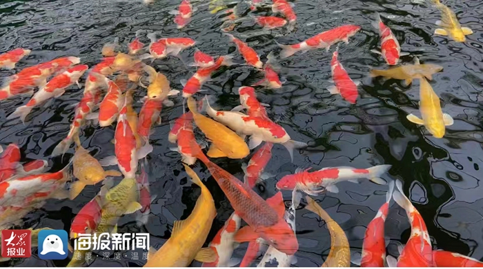 农业节目致富经养殖视频_农业频道致富经养锦鲤_农业频道致富经养鸡视频
