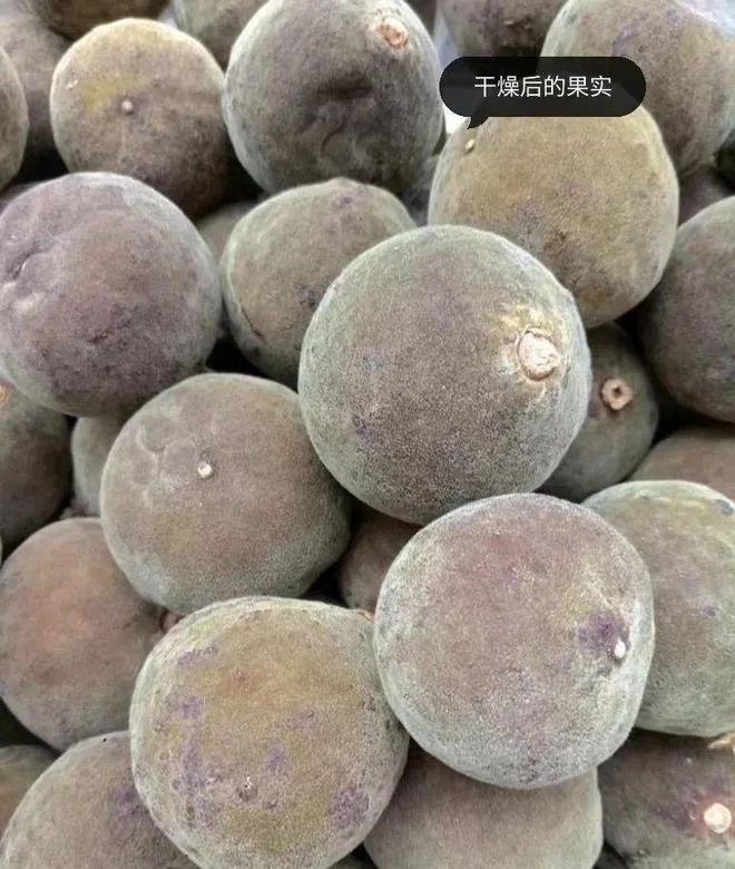 化州橘红产业的现状_致富经之化州橘红_化州橘红种植骗局