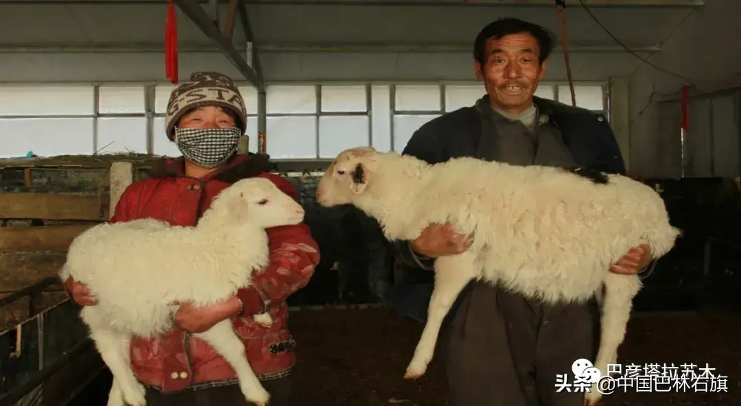 蒙古养马能赚钱吗_蒙古马养殖致富_蒙古马饲养