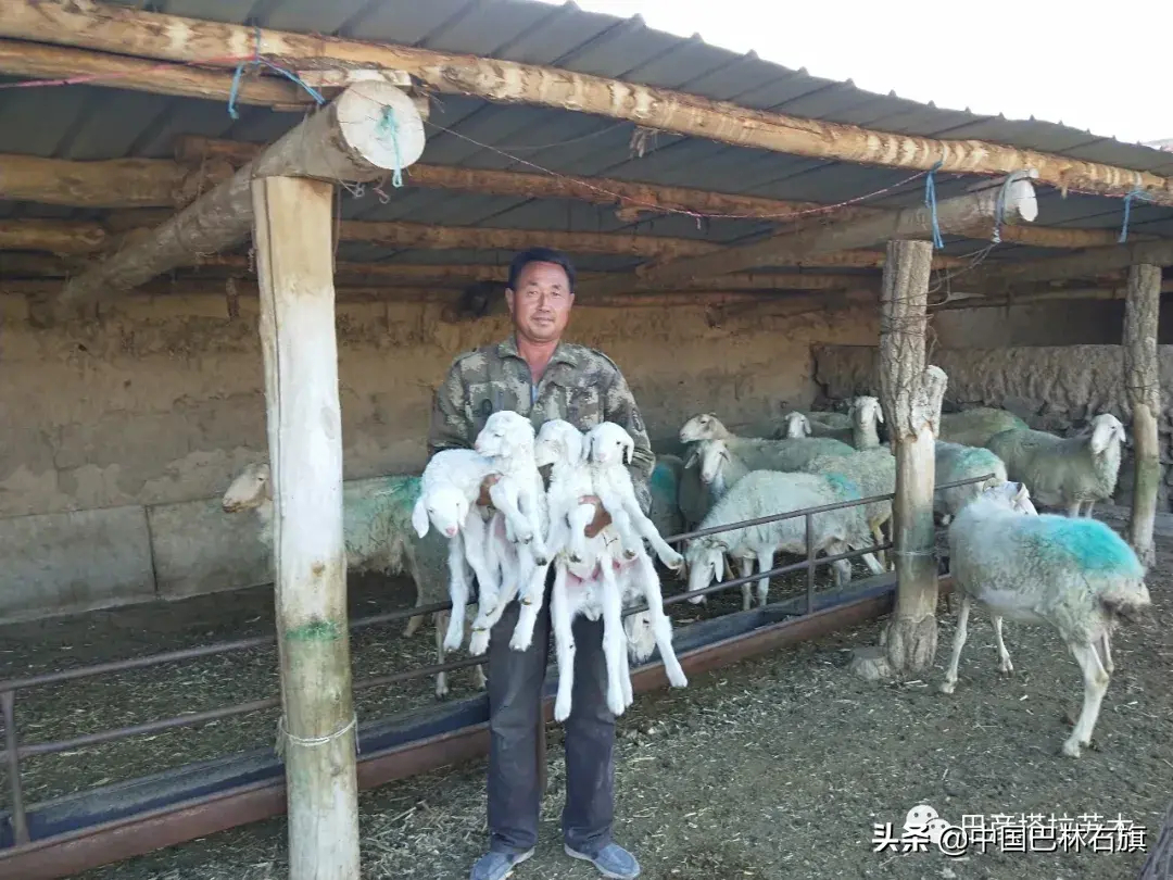 蒙古马饲养_蒙古马养殖致富_蒙古养马能赚钱吗
