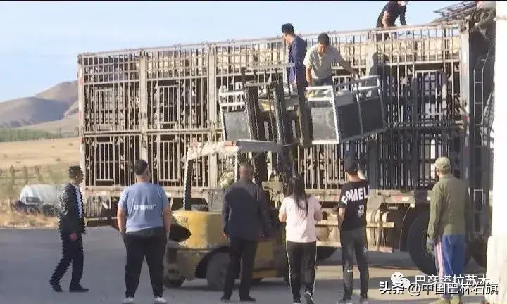 蒙古马养殖致富_蒙古马饲养_蒙古养马能赚钱吗