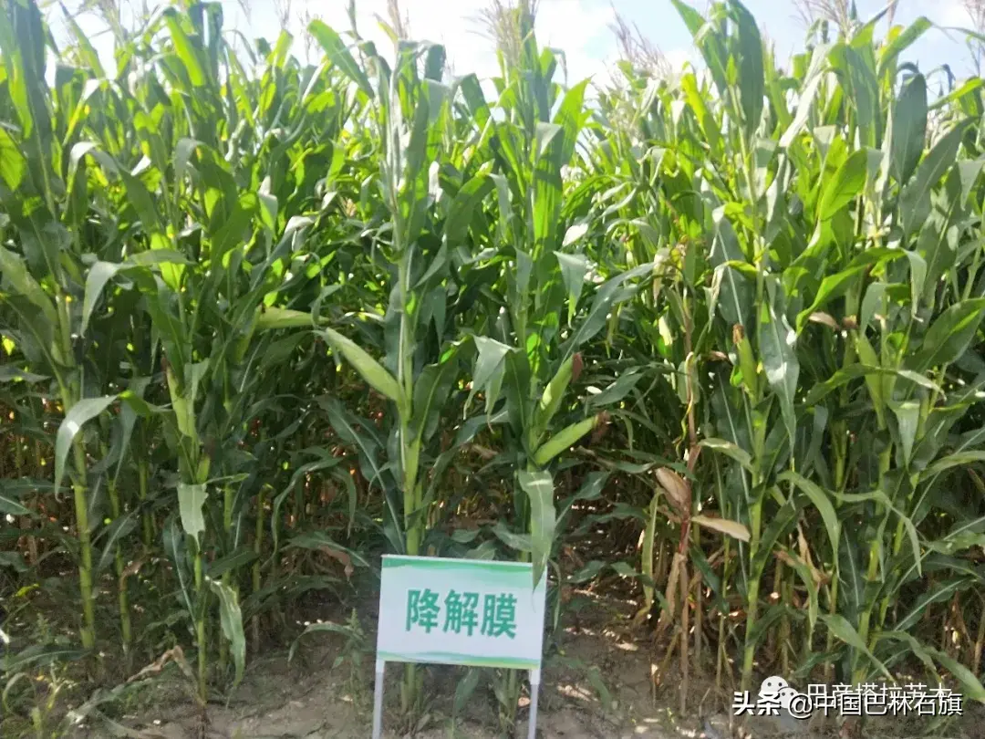 蒙古马饲养_蒙古马养殖致富_蒙古养马能赚钱吗
